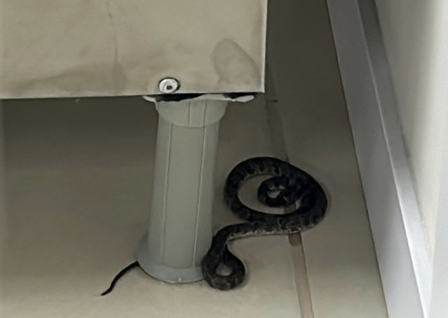 Você Não Tá Convidada pro Meu Bat Mitzvá!