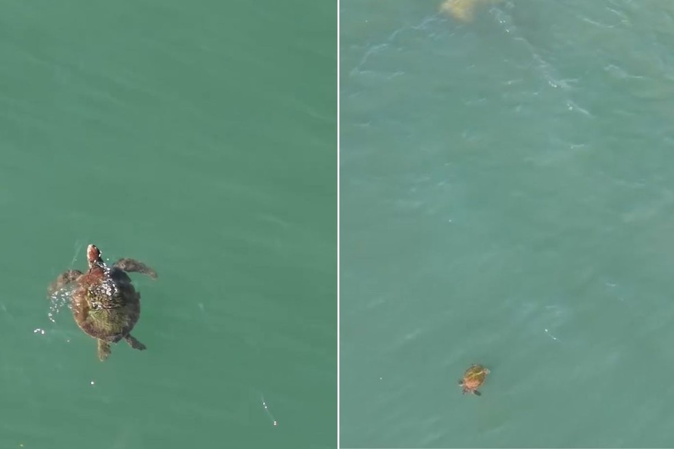 Tartarugas s&atilde;o vistas pr&oacute;ximo ao Canal 6 em Santos. &mdash; Foto: @AquiTuvedecima