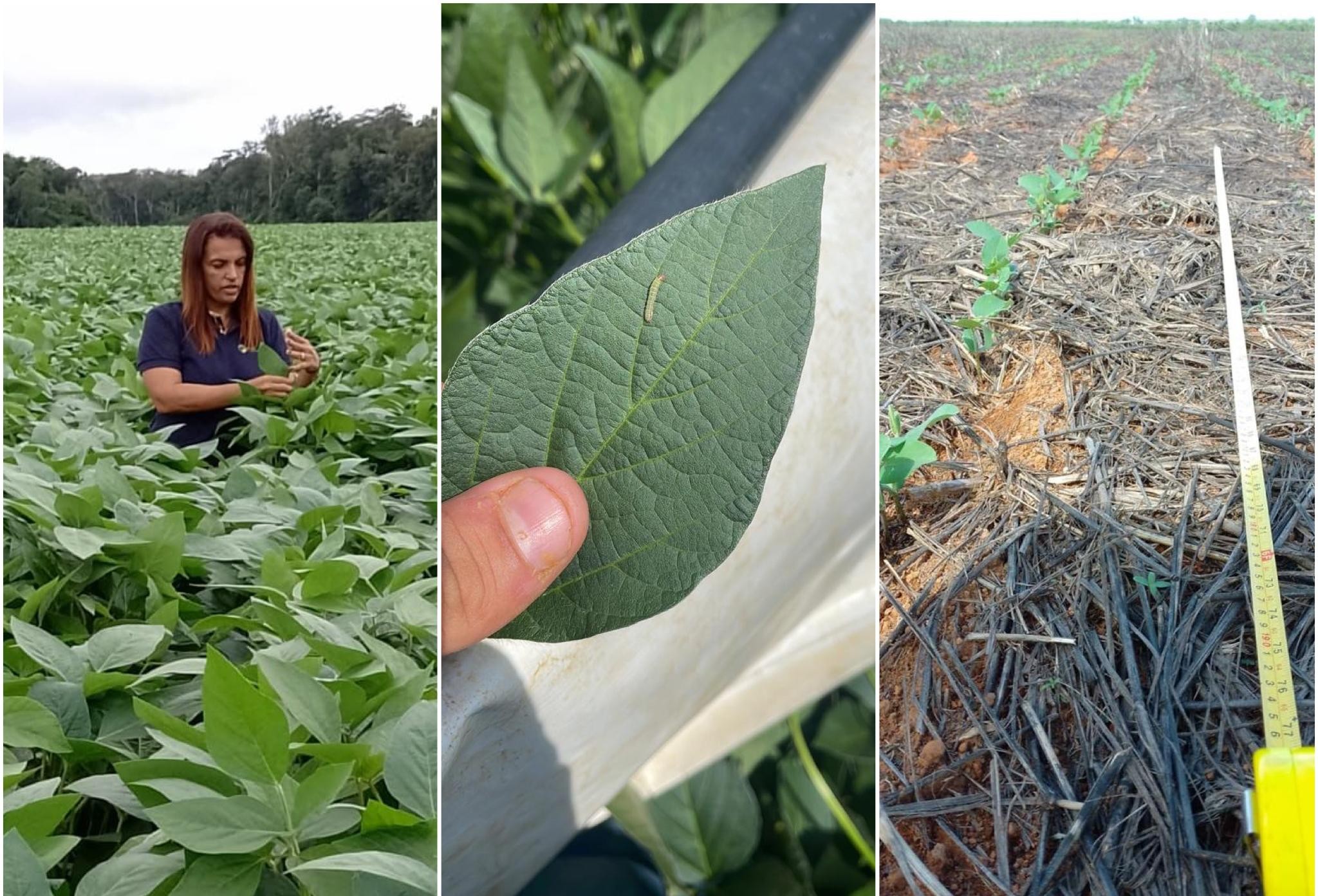 Do campo à mesa: monitoramento reduz uso de defensivos e assegura produção sustentável em MT