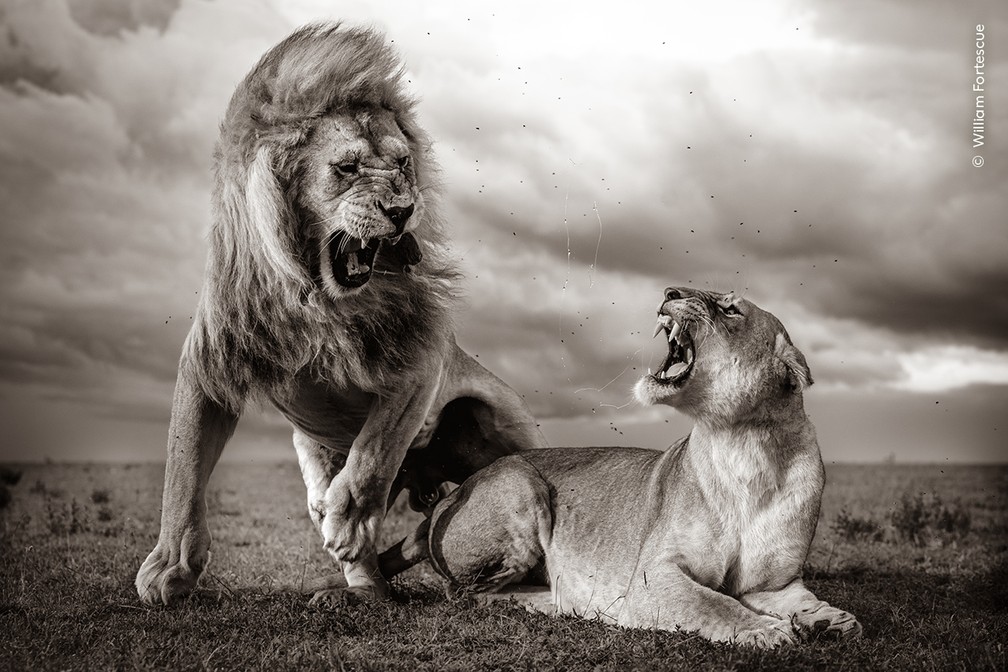Leões acasalando sob nuvens de tempestade no Serengeti, no norte da Tanzânia. Fotógrafo notou trilhas de saliva e uma explosão de insetos na imagem ampliada. — Foto: Wildlife Photographer of the Year