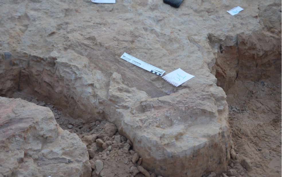 Fósseis de dinossauro foram encontrados em rochas em Monte Alto, SP — Foto: Arquivo pessoal