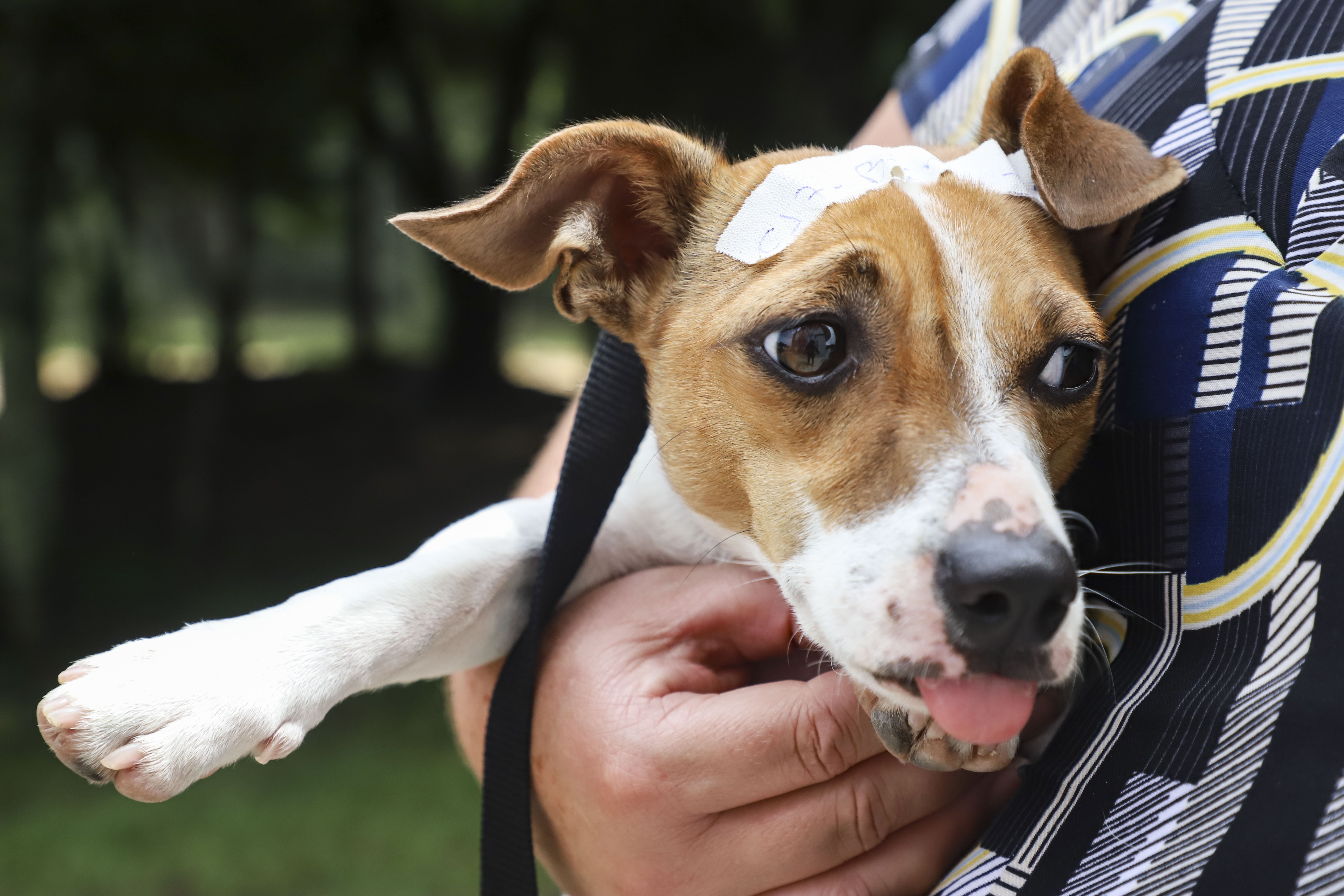 Curitiba abre mais de 3,8 mil vagas para castração gratuita de cães e gatos em março; veja como participar