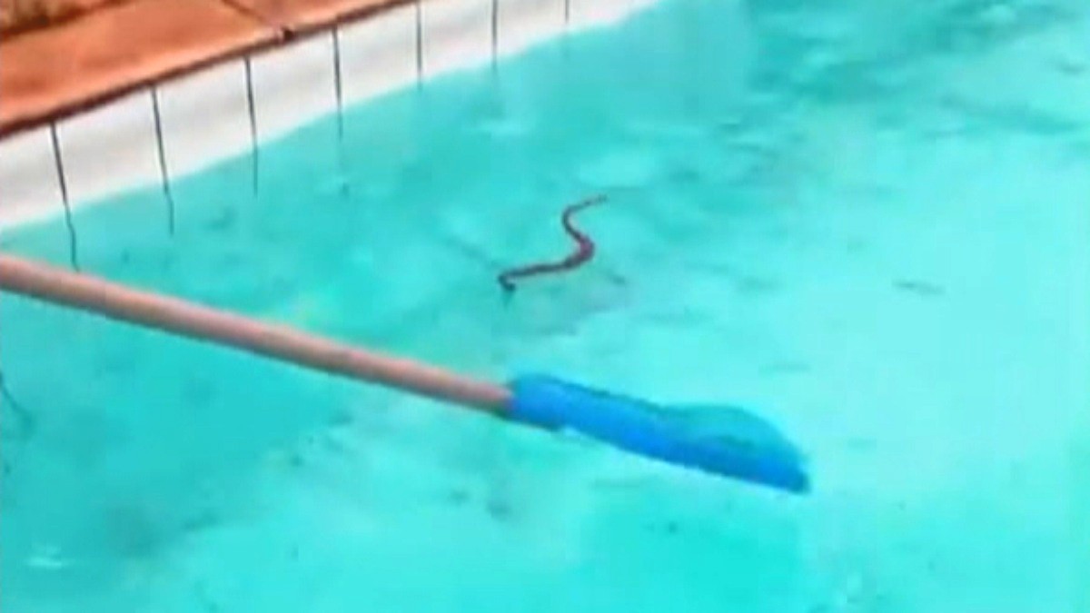 Alunos de hidroginástica encontram cobras no Centro Olímpico de Nova Iguaçu