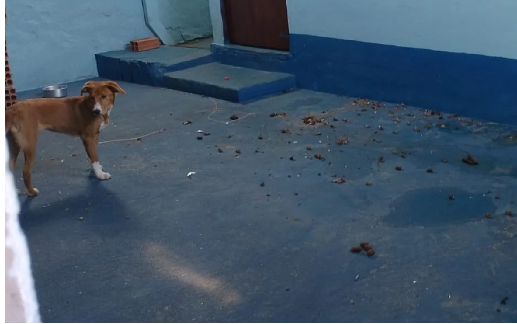 Inquilina se muda e deixa dois cães em casa alugada em Franca, SP, diz proprietária