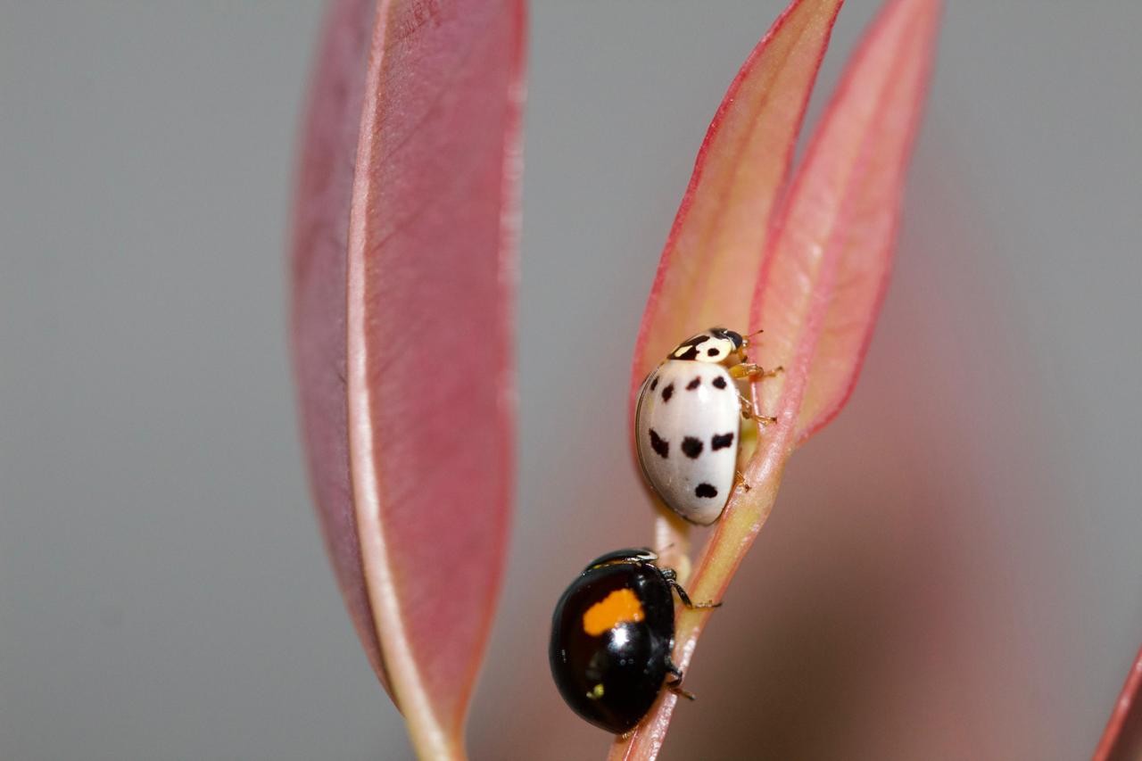 Você Não Tá Convidada pro Meu Bat Mitzvá!