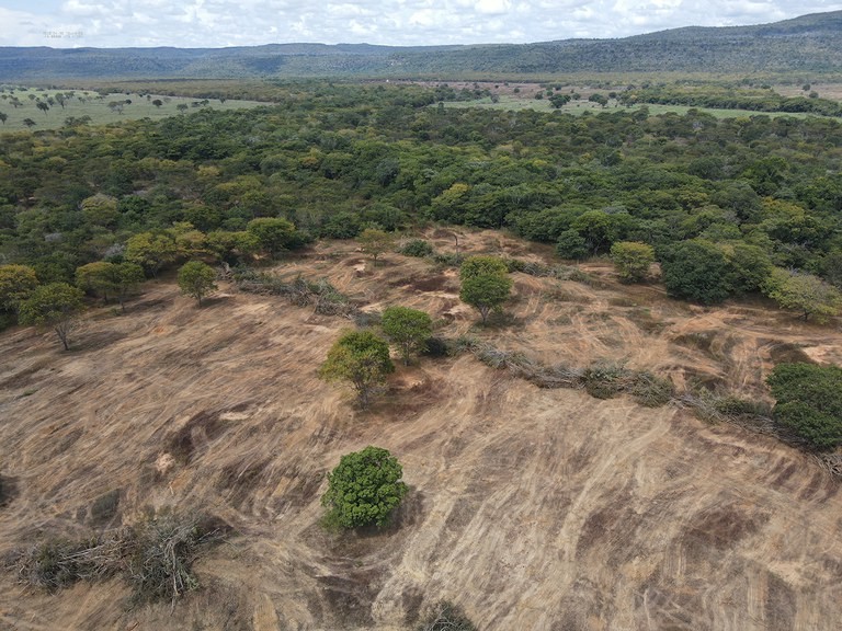 Mais de três mil hectares de caatinga desmatados ilegalmente são embargados na Bahia