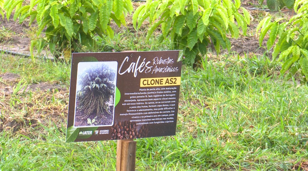 Plantio experimental de café robusta amazônico em Roraima — Foto: Amazônia Agro/Rede Amazônica
