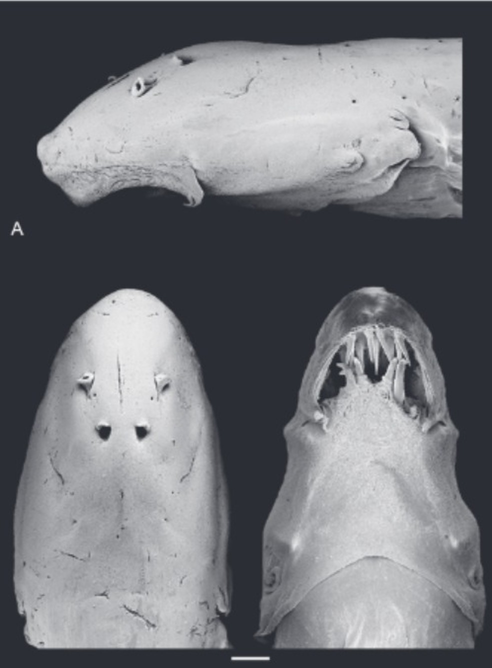 Paracanthopoma truculenta, espécie de candiru — Foto: Estudo de Fernando Cesar Paiva Dagosta e Mário de Pinna/Reprodução