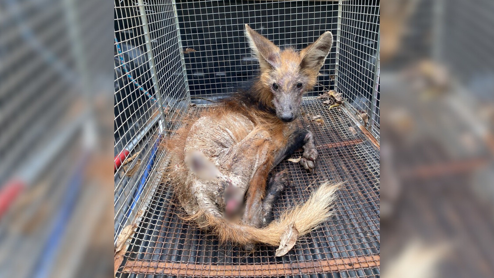 Ameaçado de extinção, lobo-guará é resgatado com sarna e sinais de desnutrição no interior de SP