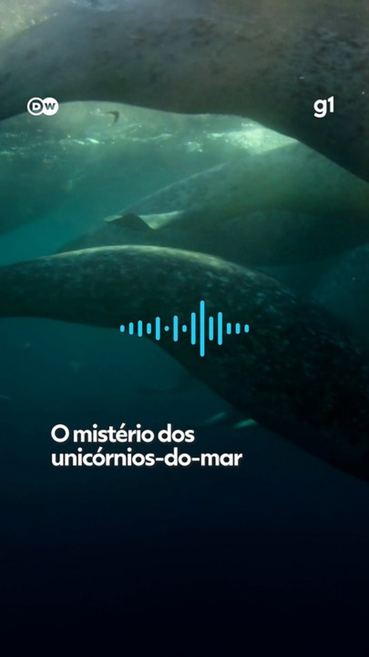 O mistério dos unicórnios-do-mar; veja VÍDEO