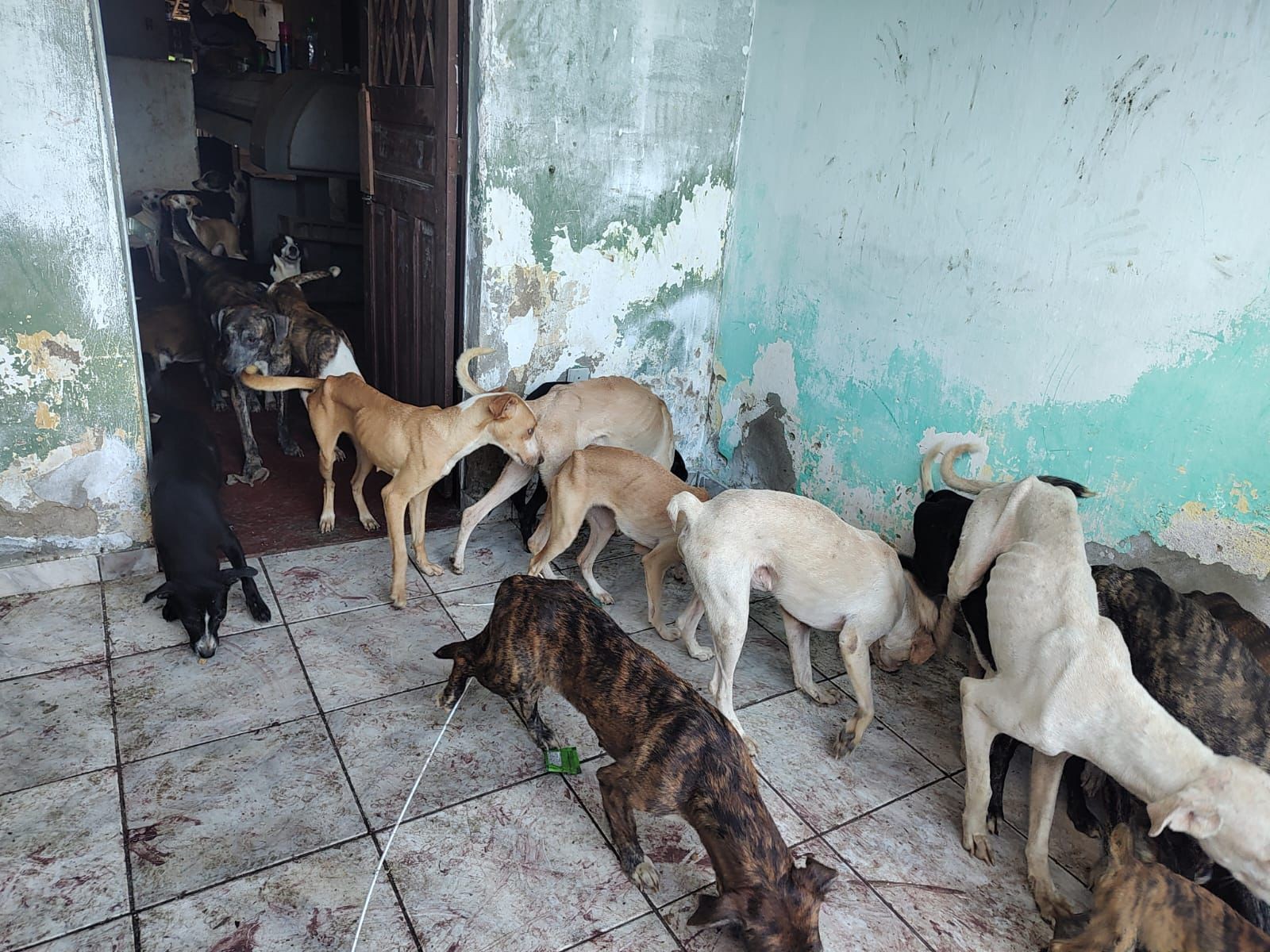 Homem é preso suspeito de manter cerca de 40 cães em condições de abandono, em Campina Grande