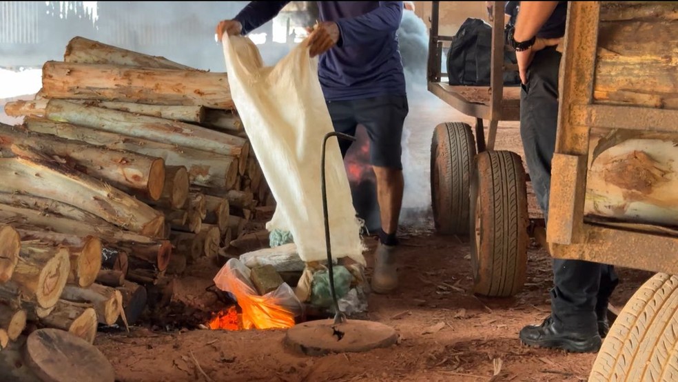 Segurança Pública do Maranhão incinera cerca de uma tonelada de entorpecentes — Foto: Divulgação/Polícia Civil do Maranhão