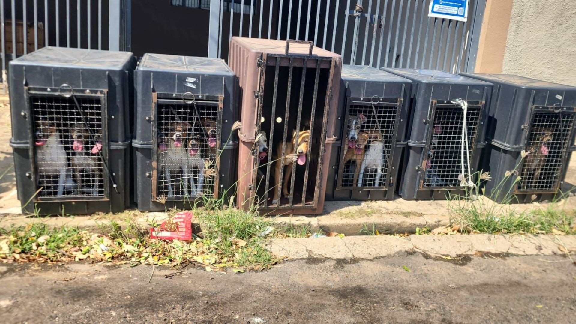 Operação da Polícia Civil resgata cachorros em situação de maus-tratos no interior de SP