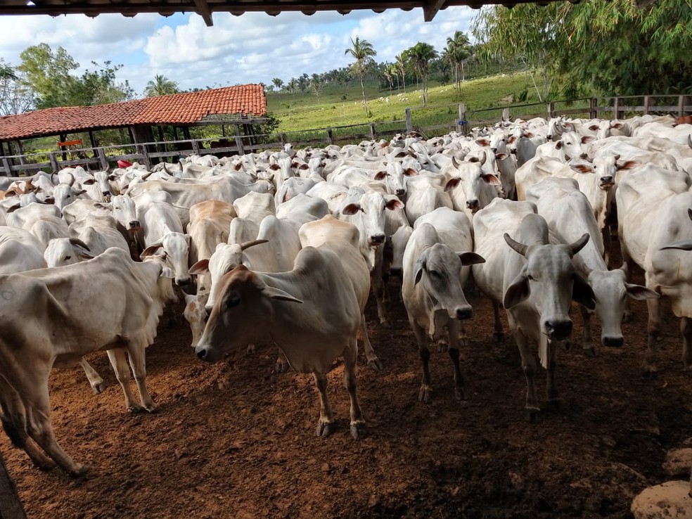 Maranhão é reconhecido pelo governo federal como zona livre de febre aftosa sem vacinação — Foto: Divulgação/Aged-MA