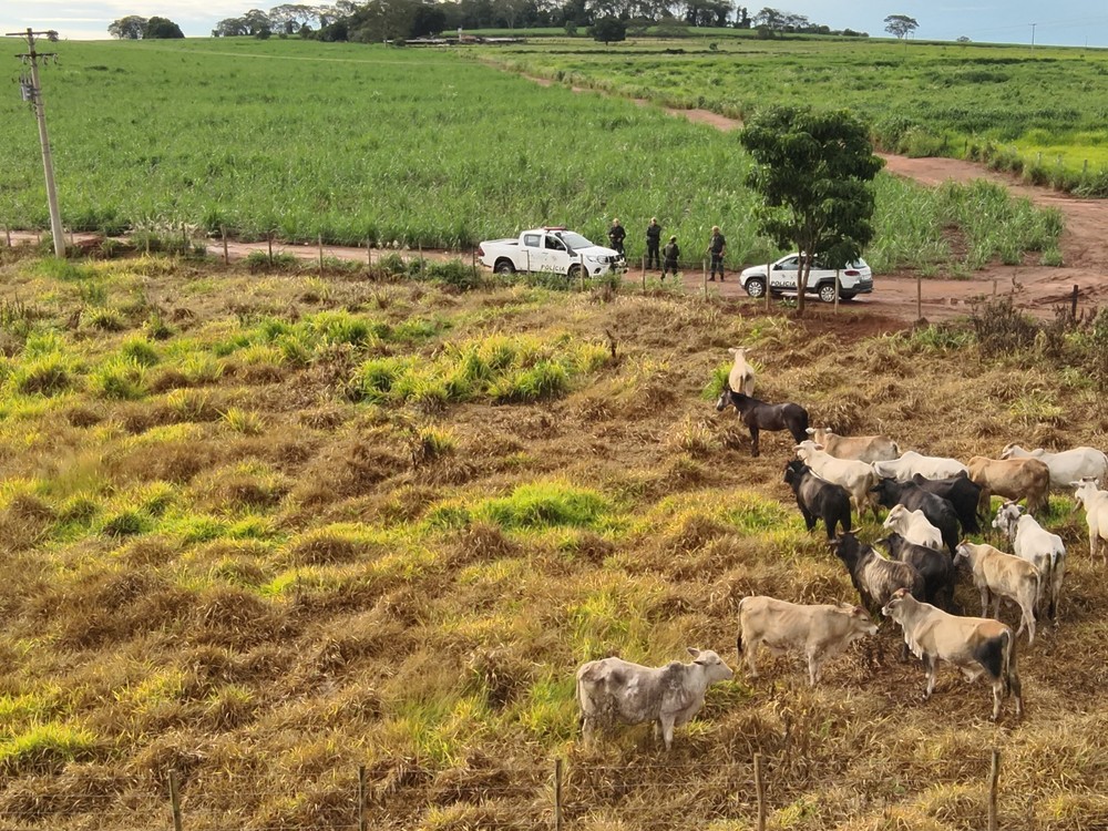 Ilha Solteira-SP: Cabeças de gado furtadas de fazenda são recuperadas pela polícia