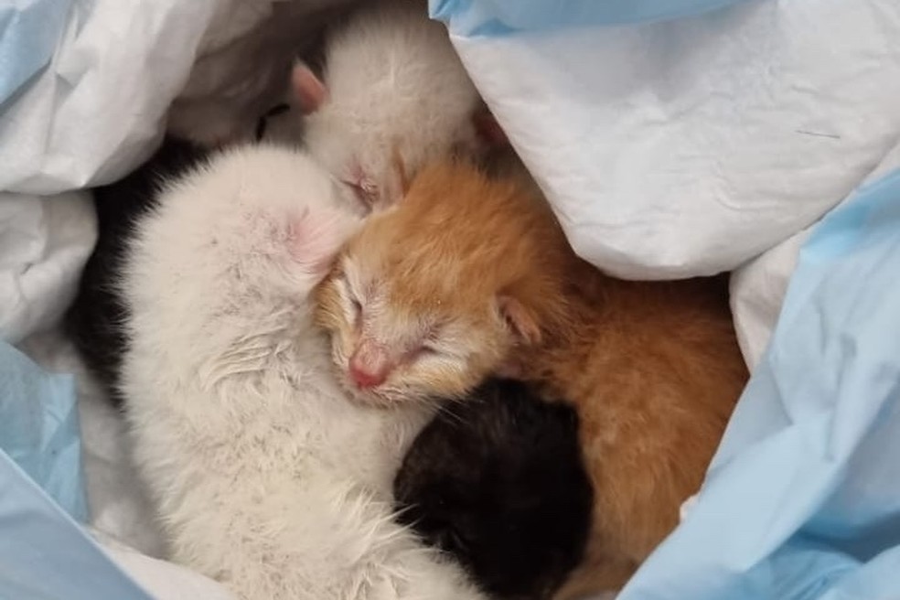 Gatos recém-nascidos são encontrados no lixo em Matinhos; polícia investiga, Paraná