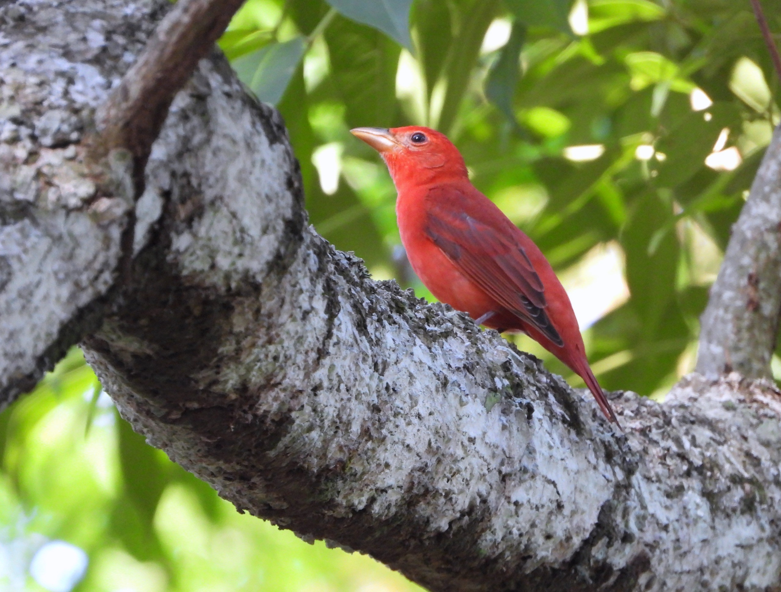 Você Não Tá Convidada pro Meu Bat Mitzvá!