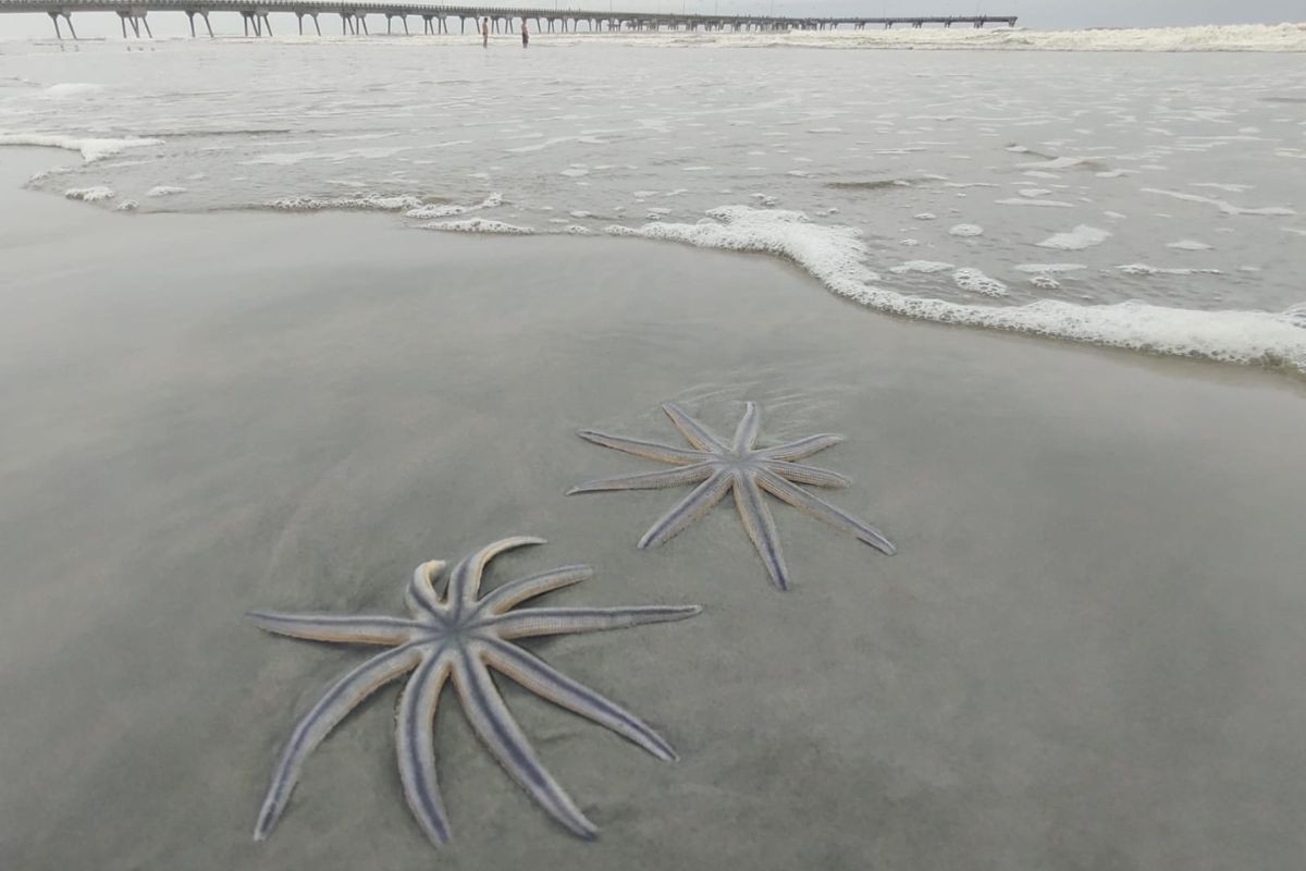 Estrelas-de-nove-braços surpreendem turistas e moradores em praias de SP; conheça a espécie 