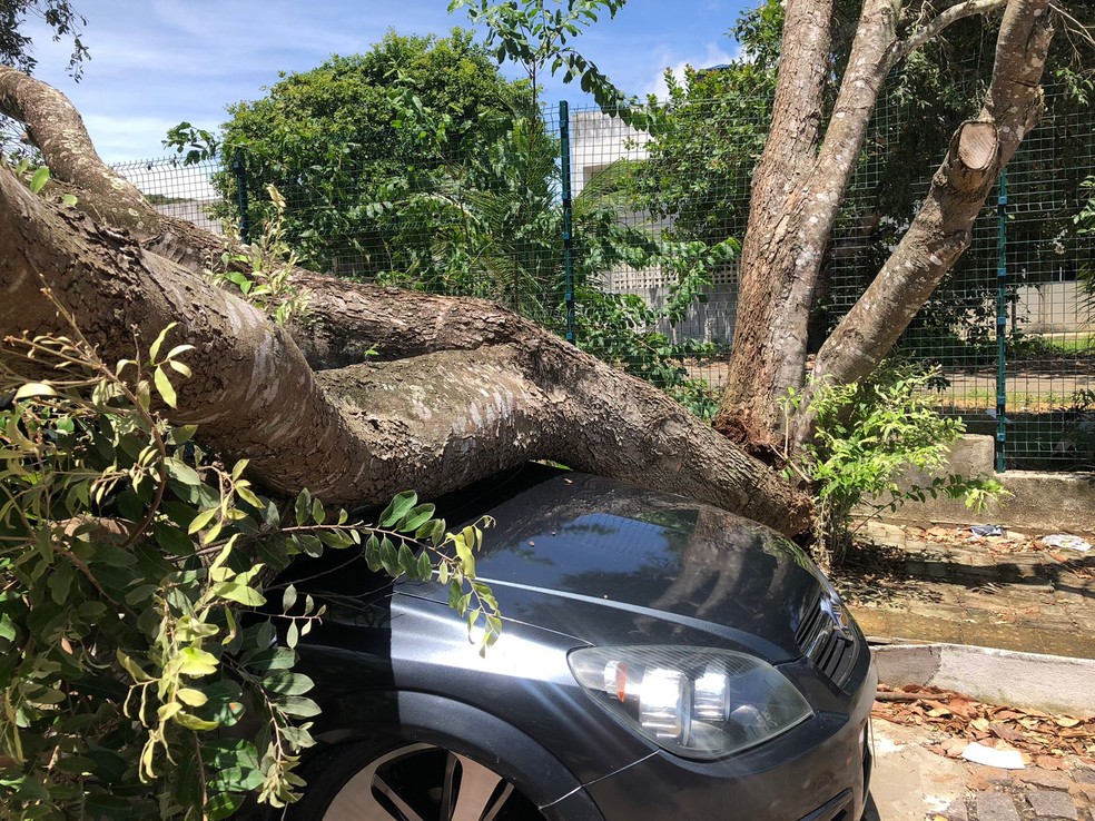 Tronco da árvore que caiu em cima de carro em Natal — Foto: Layssa Vilela/Inter TV Cabugi