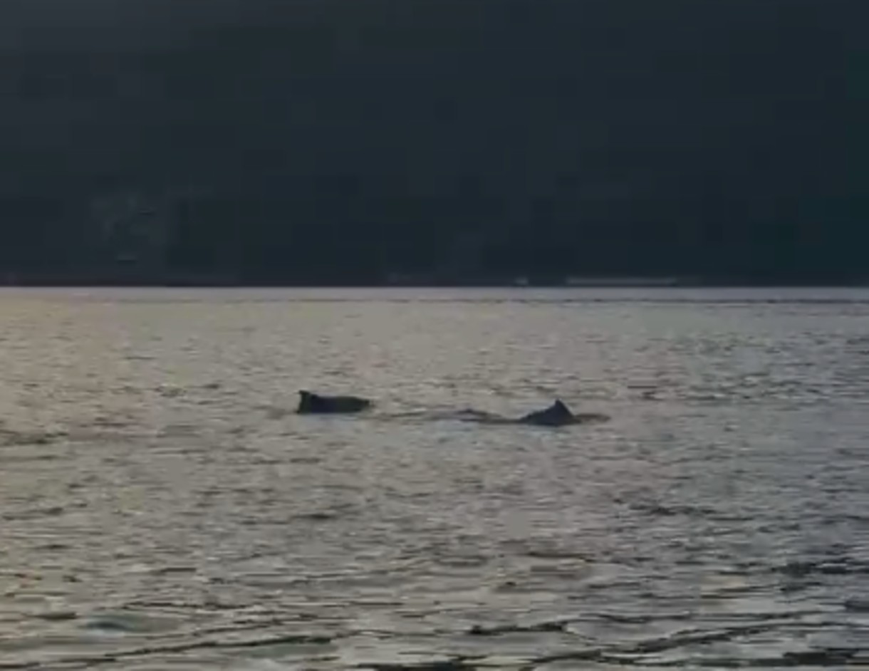 VÍDEO: Golfinho são vistos nadando no mar de Angra dos Reis 