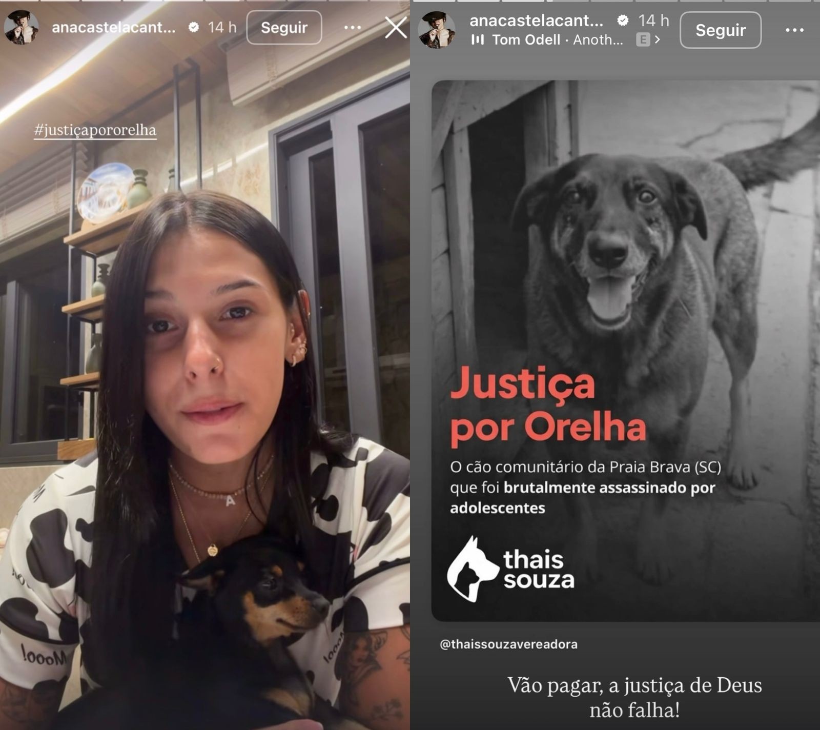 #JustiçaPorOrelha: Famosos reagem à morte de cão comunitário após agressões em Florianópolis