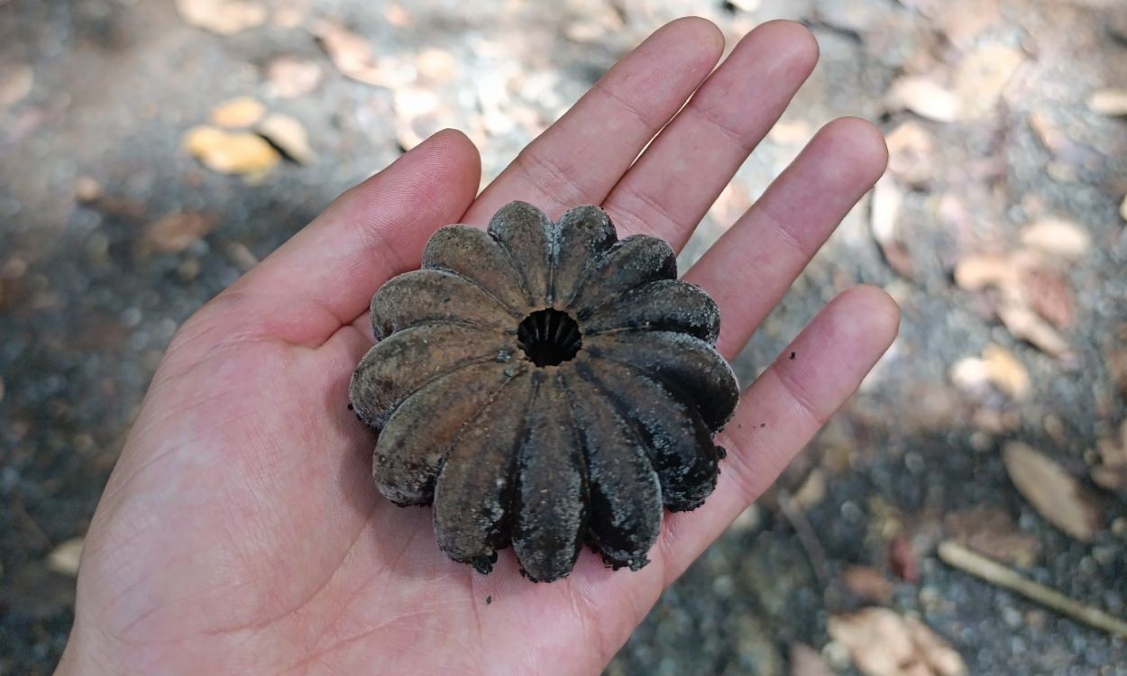 Why does the fruit of this tree explode? Science explains how the assacu launches seeds tens of meters