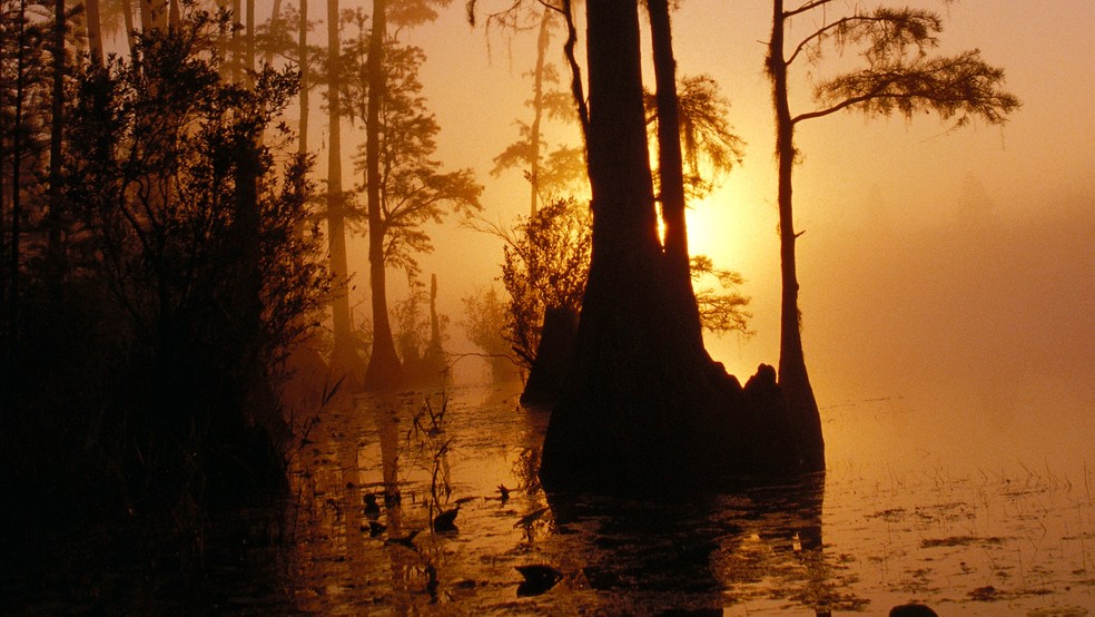 Ref�gio Nacional de Vida Selvagem de Okefenokee, no estado da Ge�rgia, nos Estados Unidos. � Foto: Servi�o de Pesca e Vida Selvagem dos EUA/Wikimedia Commons