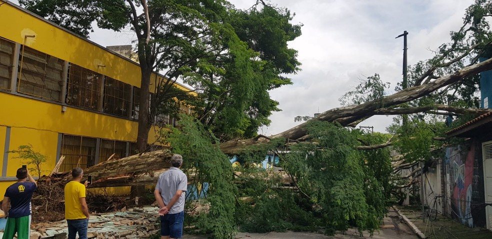 Queda de árvore atinge muro de escola na Zona Leste de SP — Foto: Arquivo Pessoal