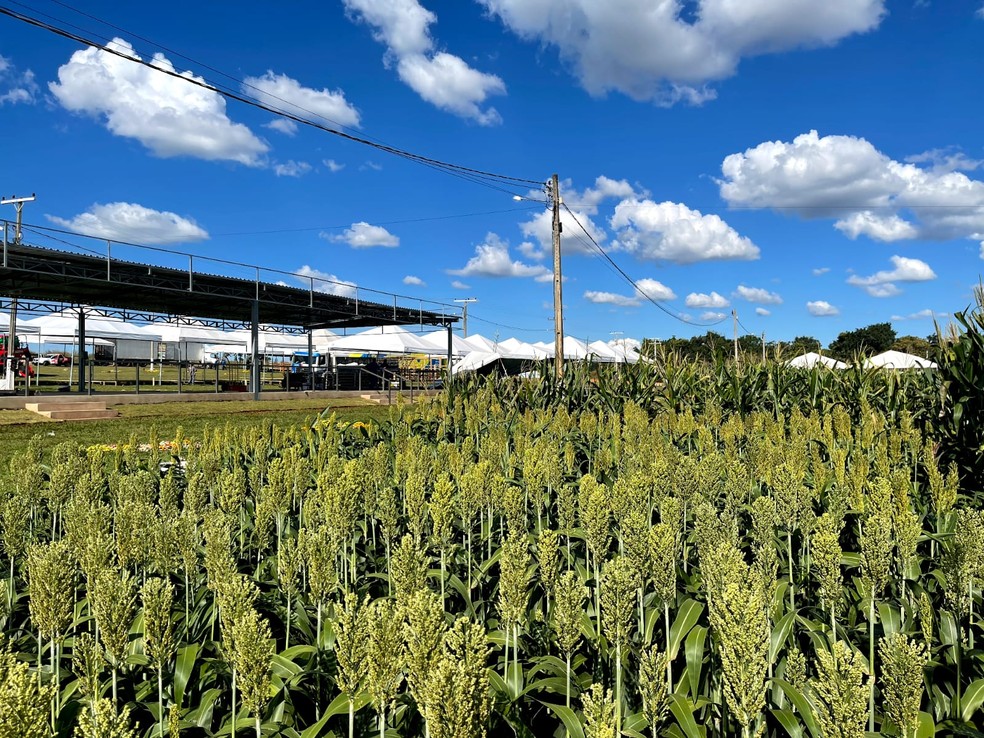 Áreas plantadas e montagem de estande da Complem ao fundo — Foto: Fonte: Assessoria de Comunicação