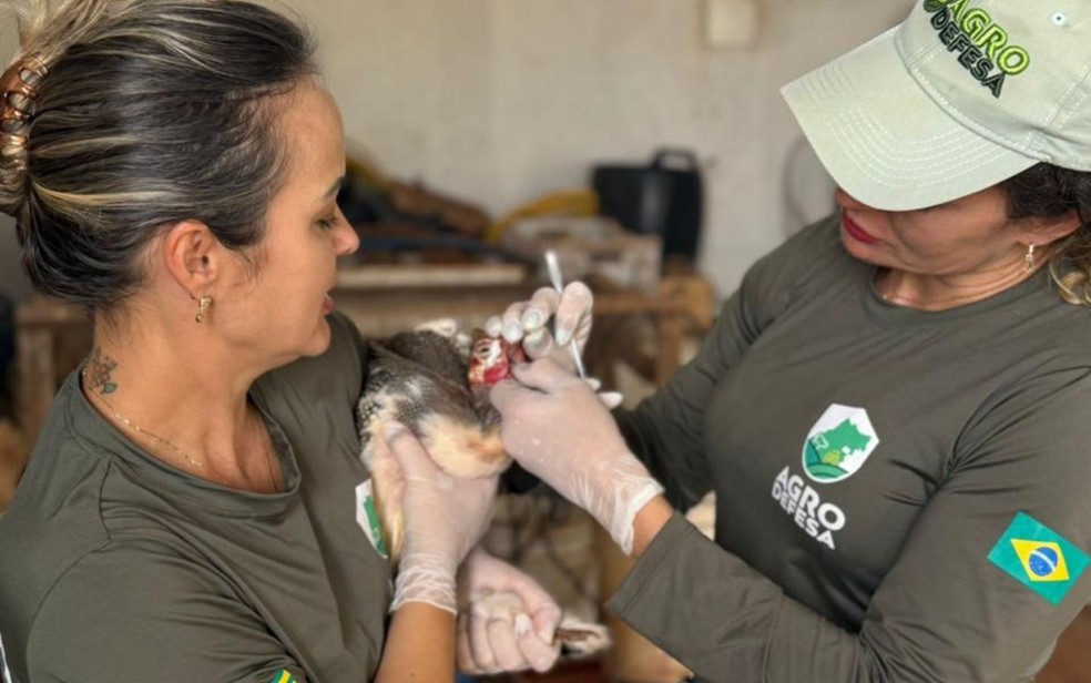 Agrodefesa testa animais para gripe aviária, em Goiás — Foto: Divulgação/Agrodefesa