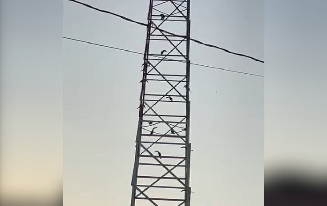 VÍDEO: moradores flagram revoada de tucanos em torre de transmissão em Cerquilho
