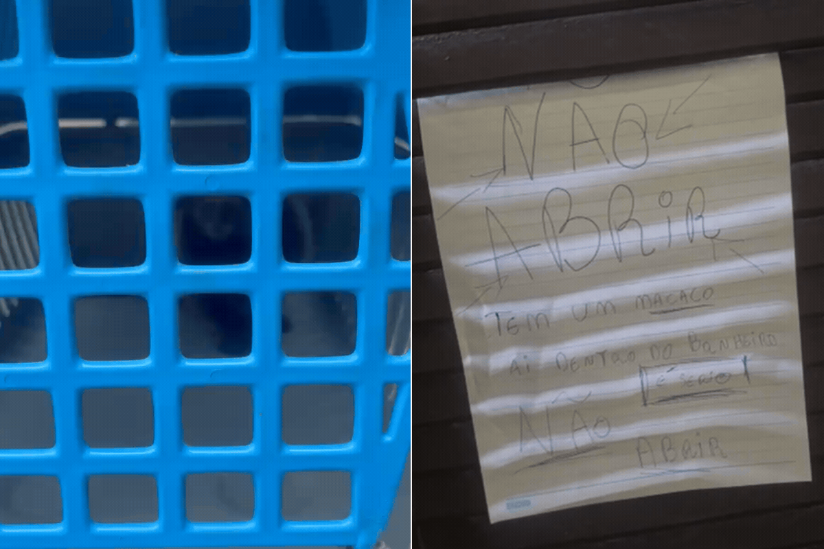 'Tem um macaco aí dentro': homem abriga animal no banheiro de casa e coloca aviso na porta no litoral de SP