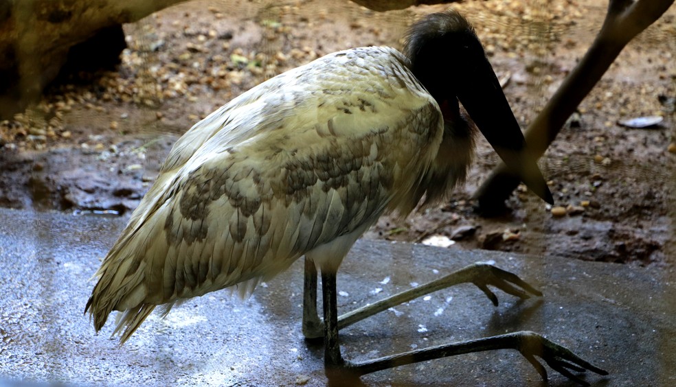 Filhote de tuiuiú passou nove dias em observação no Cefau de Palmas — Foto: Divulgação/Naturatins