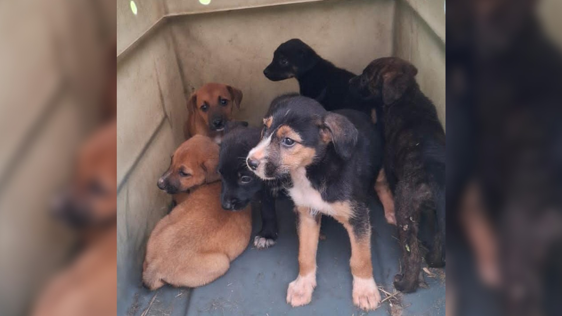 Funcionários de concessionária resgatam filhotes de cachorro perdidos em rodovia no interior de SP