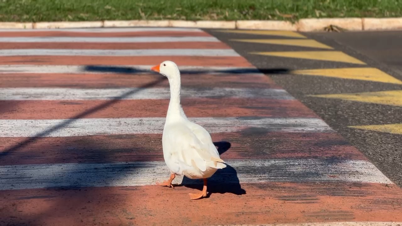 VÍDEO: Patos e gansos param o trânsito e são flagrados atravessando avenida no interior de SP