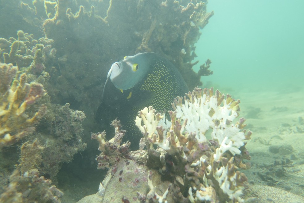 Aumento da temperatura no oceano, impactos humanos e fenômenos como El Niño explicam a alta mortalidade de corais em Alagoas — Foto: Ufal