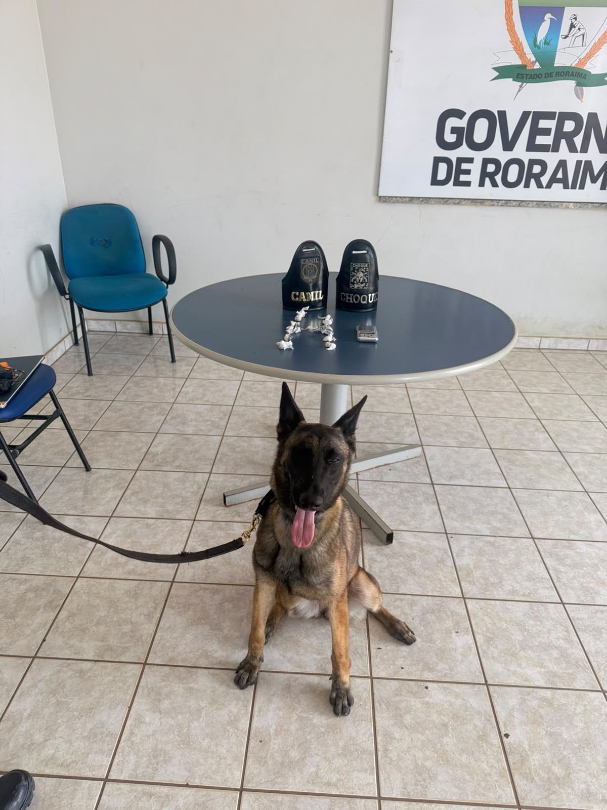 Cadela policial acha drogas e suspeito é preso por tráfico e com motoicleta roubada em Boa Vista