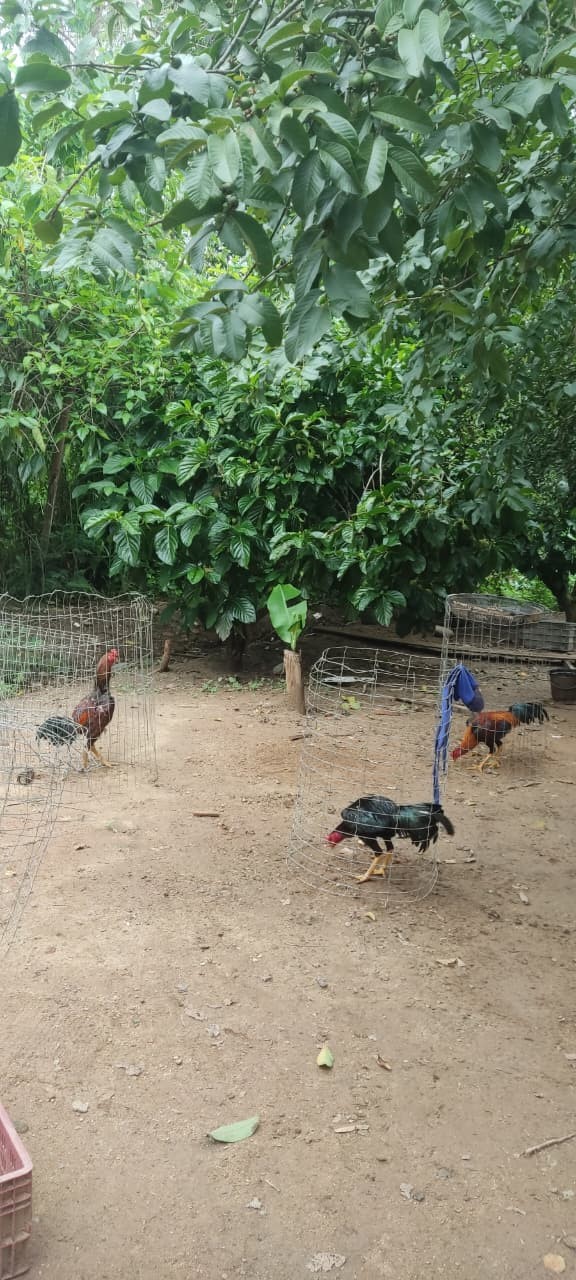 Cerca de 11 galos usados em rinhas ilegais são apreendidos em Paracambi 