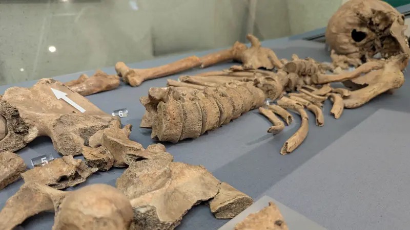 As marcas de mordidas encontradas em esqueleto que revelam combates entre gladiadores e leões