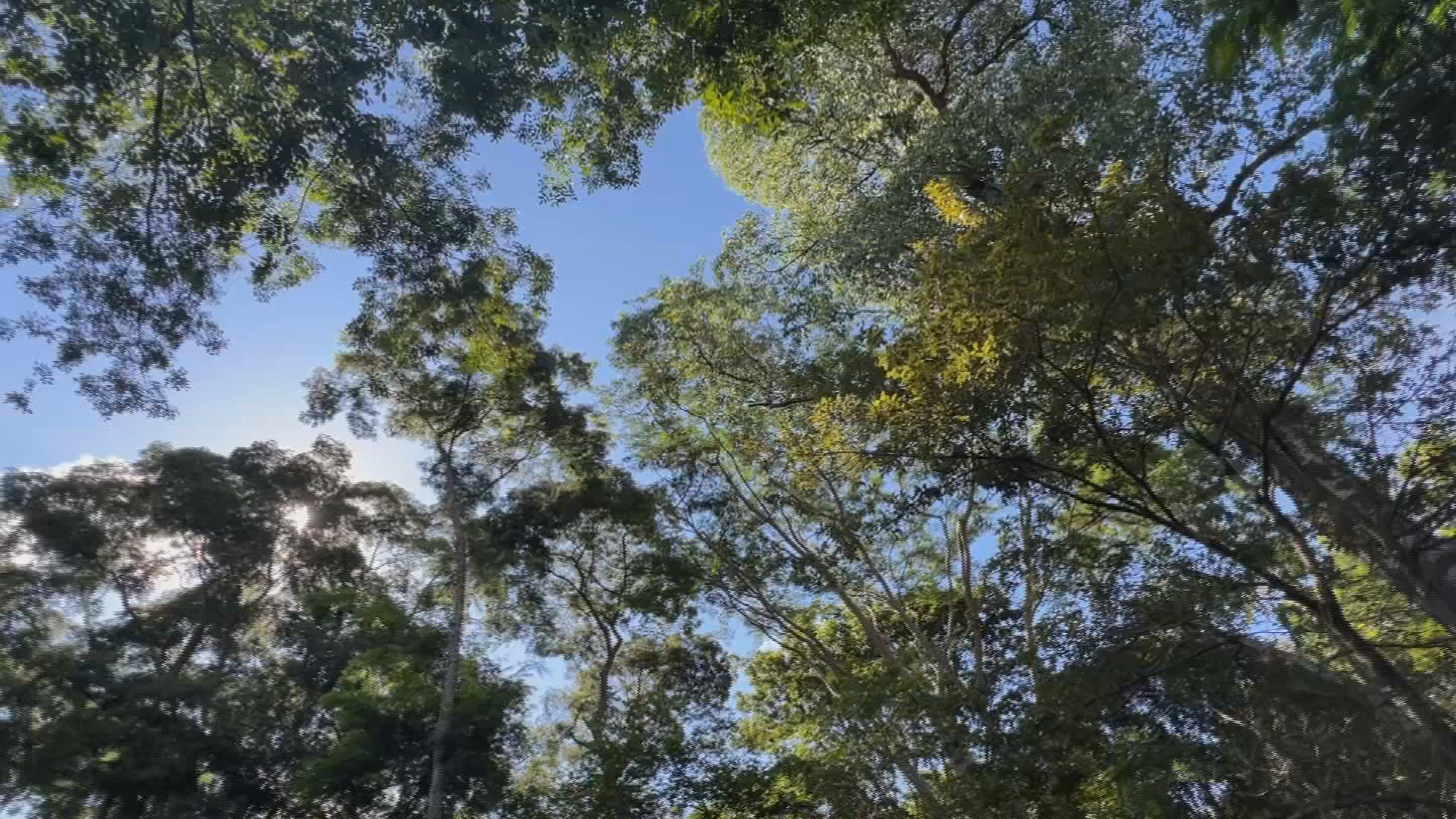 Lei que estimula plantio de árvores frutíferas e criação de pomares urbanos é aprovada no interior de SP