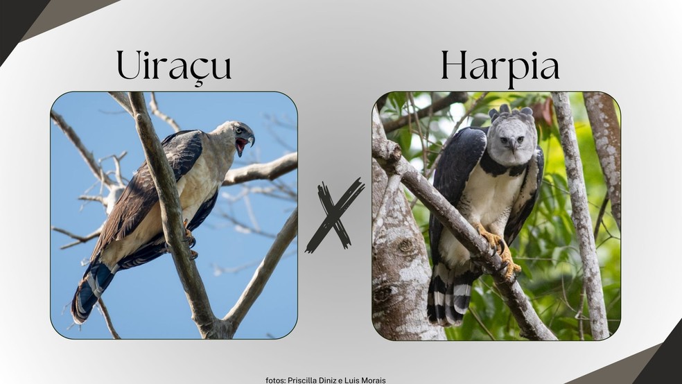 See the differences between the crested eagle and the harpy eagle — Image: TG Artwork
