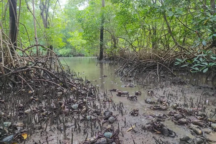 Período de defeso do caranguejo-uçá inicia em fevereiro no Pará ; veja o calendário