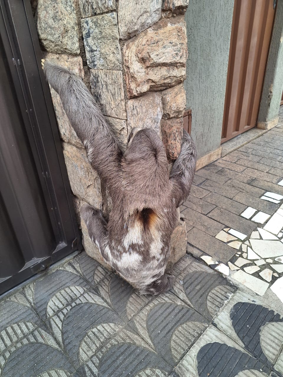 VÍDEO: Bicho-preguiça tenta fugir de queimada escalando muro de casa e é socorrido pelos bombeiros