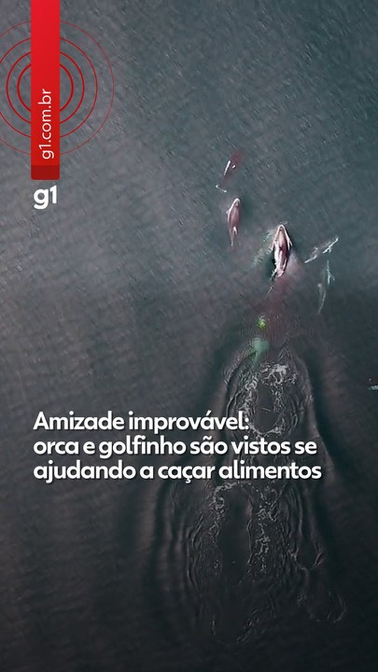 Amizade incomum: orcas e golfinhos são flagrados caçando juntos em registro inédito; VÍDEO