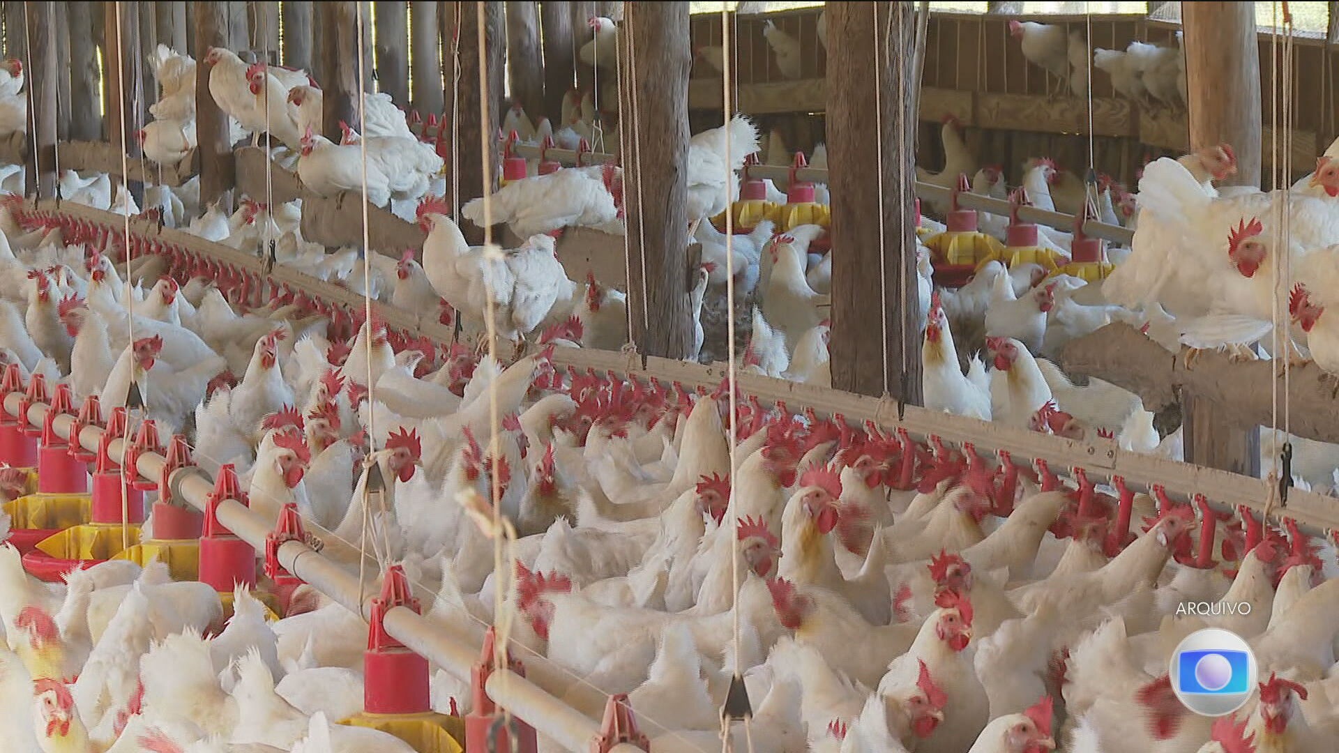 Veja os países com embargos à carne de frango do Brasil após gripe aviária