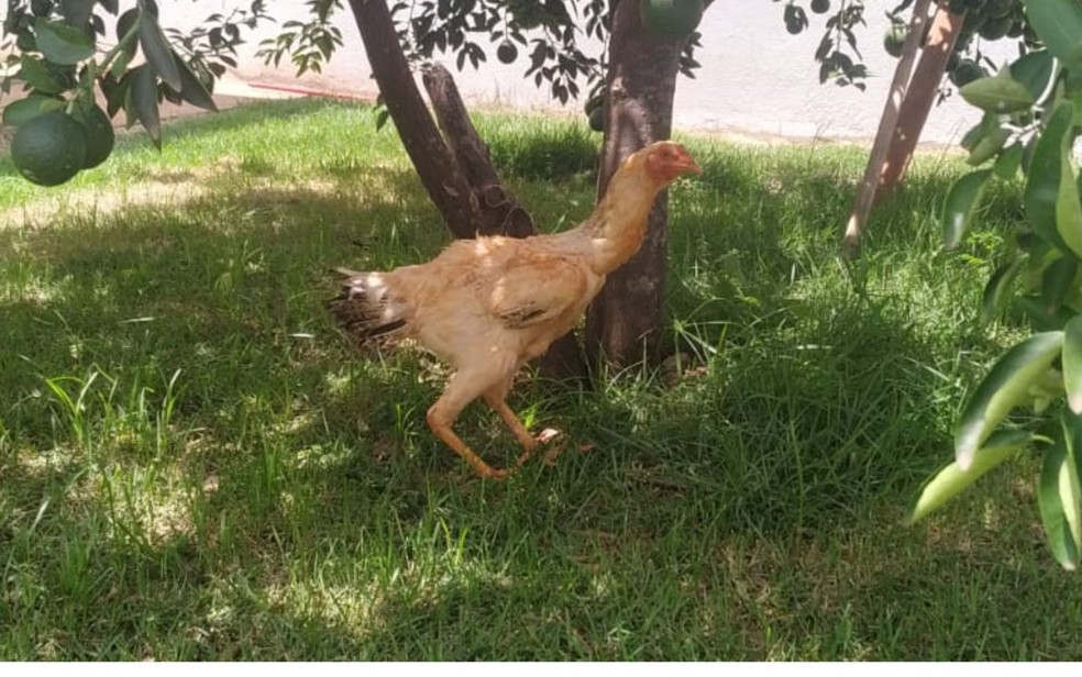 Galinha que botou um ovo dentro de outro em Inhumas, Goiás — Foto: Arquivo Pessoal/Cleonicia Evaristo