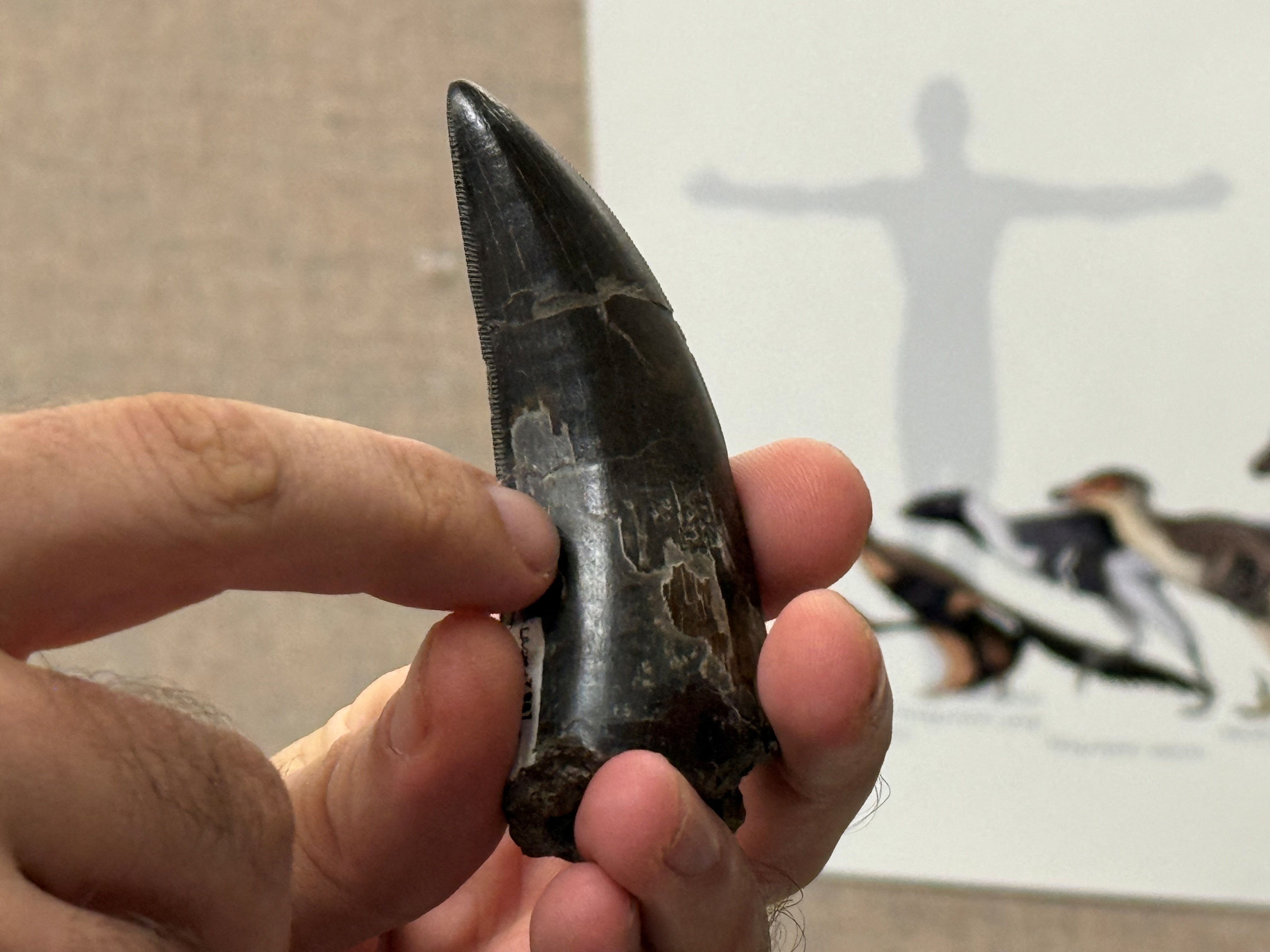 Tiranossauro rex tinha sangue quente como humanos e era mais ativo e adaptável do que se pensava, aponta estudo