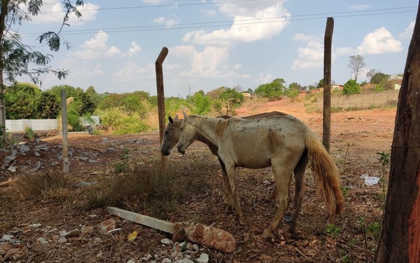 Polícia fecha abatedouro clandestino de cavalos no Sul de SC - NSC
