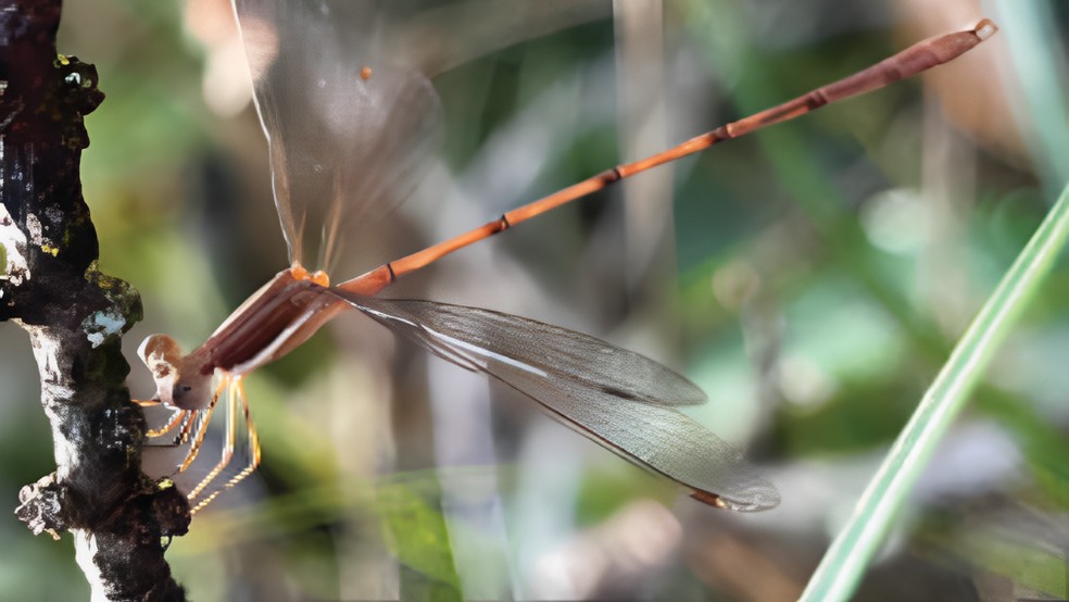Fêmea da libélula Lestes quadristriatus encontrada em Uberaba — Foto: Divulgação