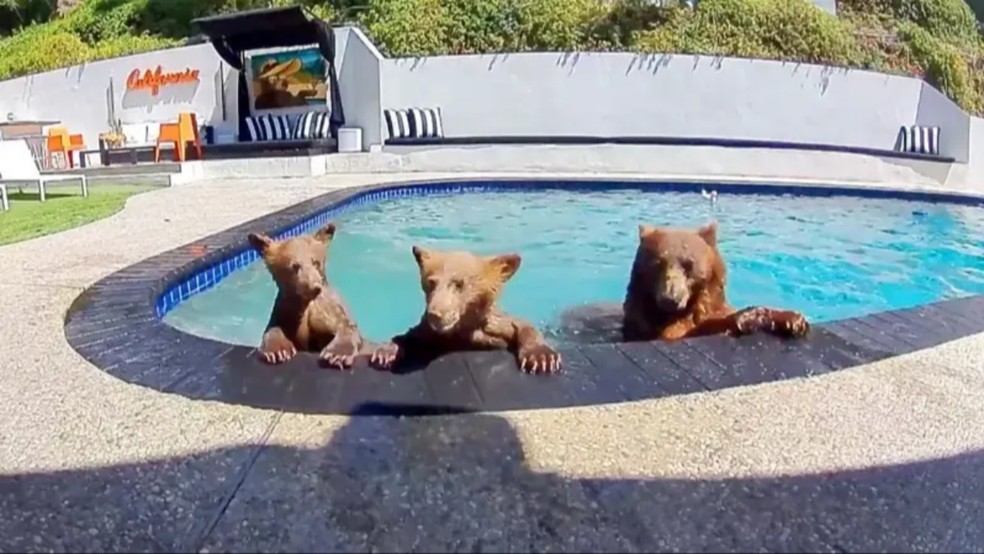 A Maddie e seus dois filhotes adoram passar o tempo na piscina de Brian Gordon e Ricardo Martínez — Foto: @poolbearlife